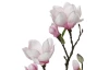 Umelý kvet Magnolia 76 cm, ružová